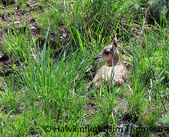 Pronghorn