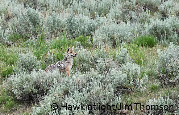 Coyote