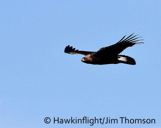 Golden Eagle