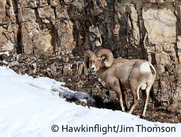 Bighorn Sheep