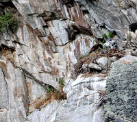 Golden Eagle-Nest