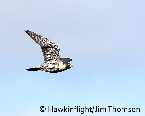 Peregrine Falcon