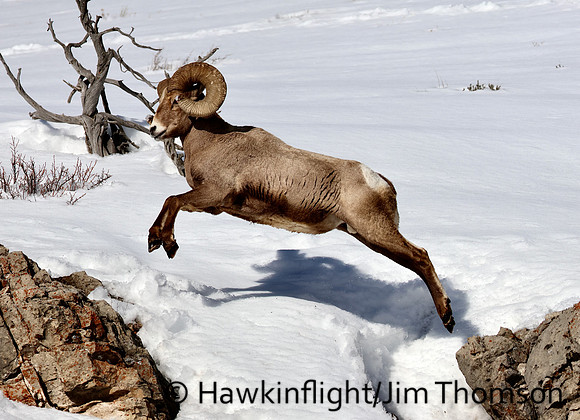 Bighorn Sheep