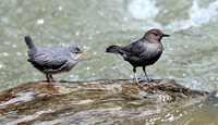 American Dipper