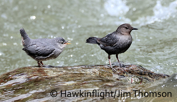 American Dipper