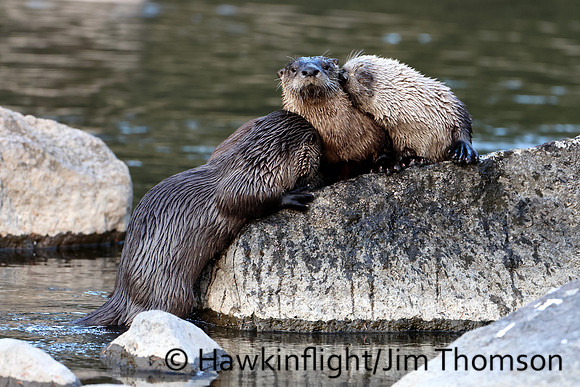 River Otter