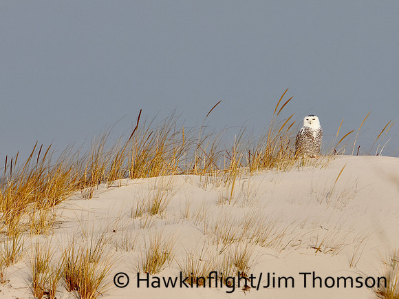 Snowy Owl
