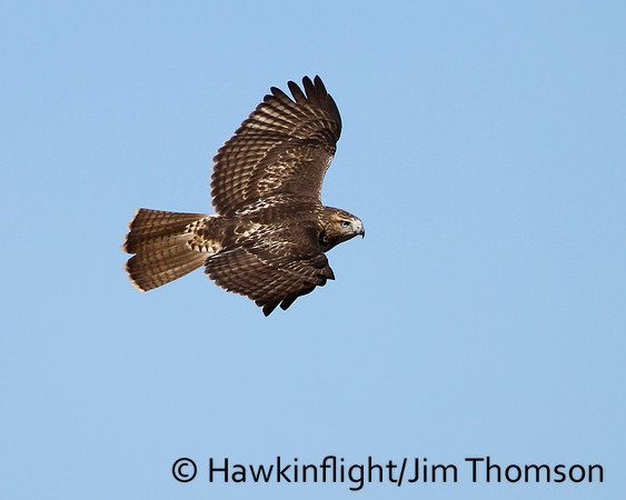 Red-tailed Hawk