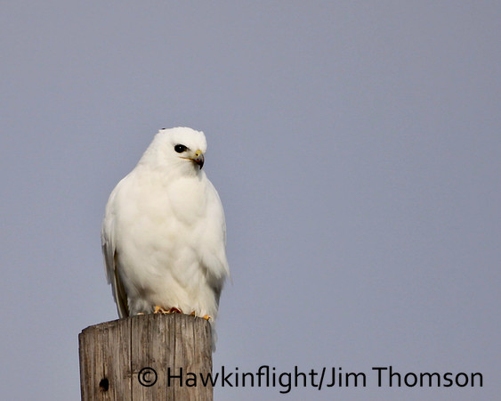 Red-tailed Hawk