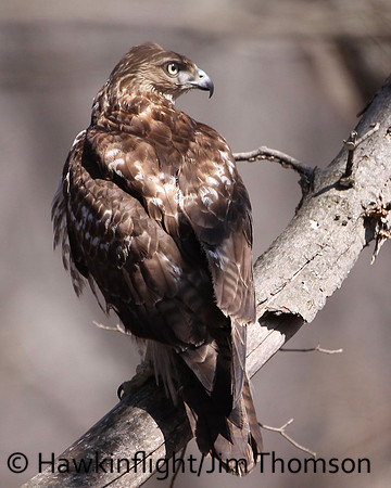 Red-tailed Hawk