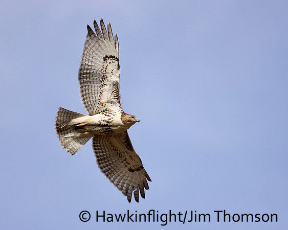 Red-tailed Hawk