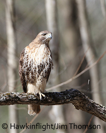 Red-tailed Hawk