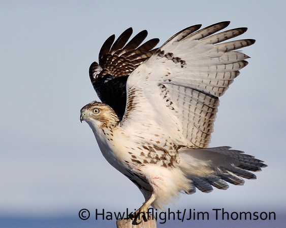 Red-tailed Hawk