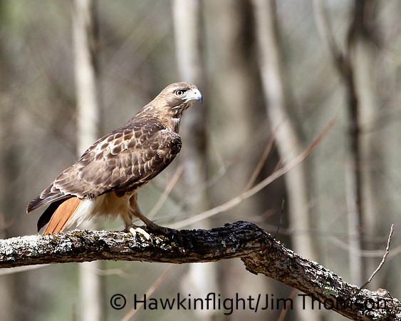 Red-tailed Hawk