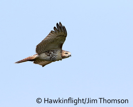 Red-tailed Hawk