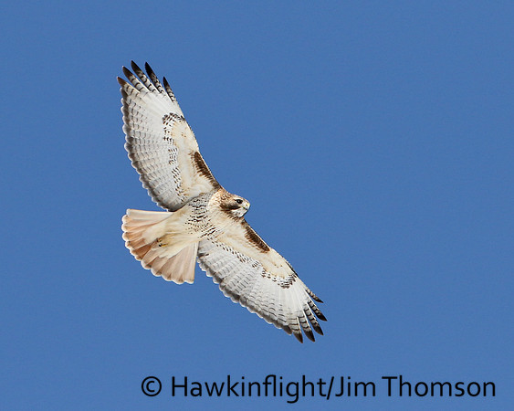 Red-tailed Hawk