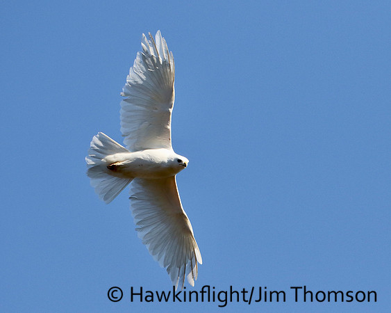 Red-tailed Hawk