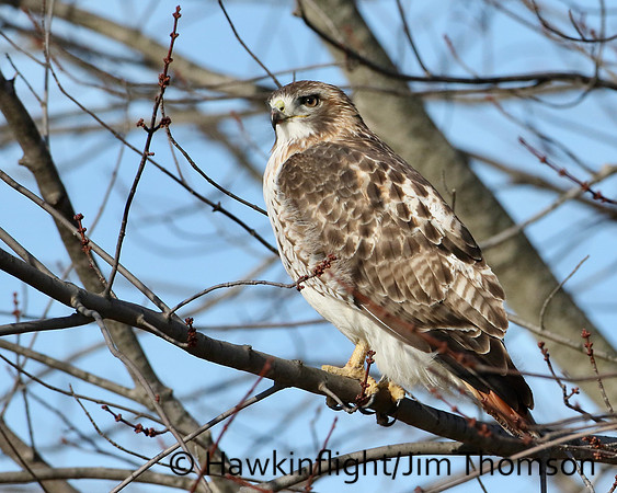 Red-tailed Hawk