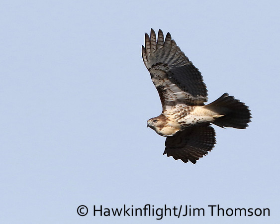 Red-tailed Hawk