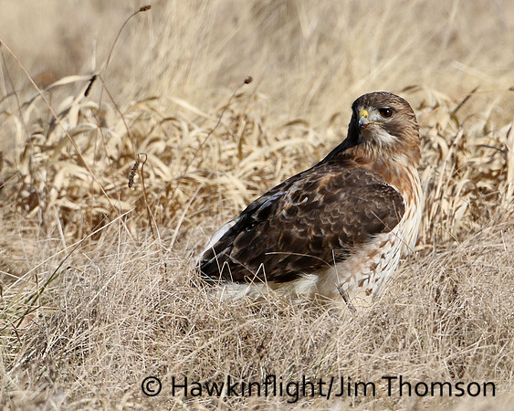 Red-tailed Hawk