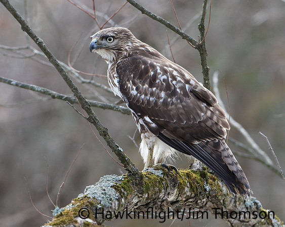 Red-tailed Hawk