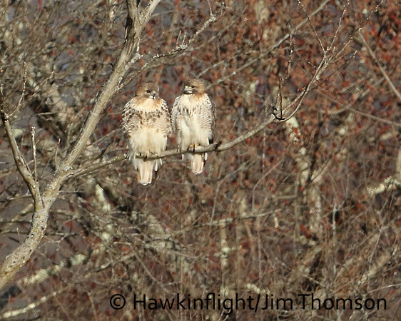 Red-tailed Hawk