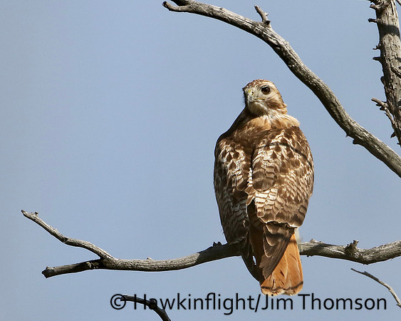Red-tailed Hawk