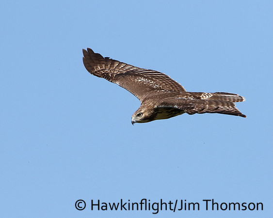 Red-tailed Hawk