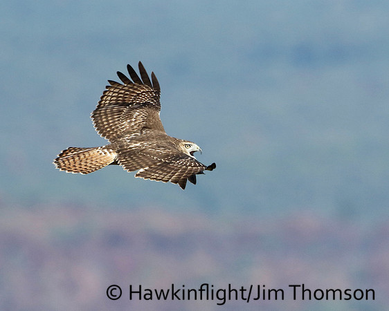 Red-tailed Hawk