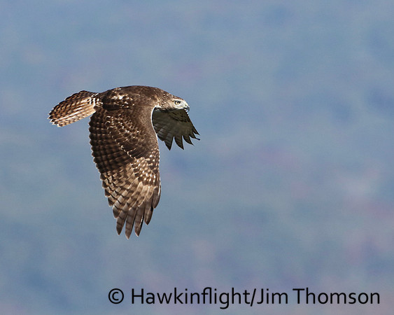 Red-tailed Hawk