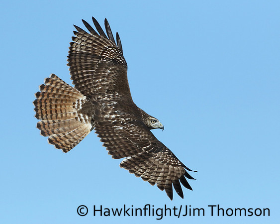 Red-tailed Hawk