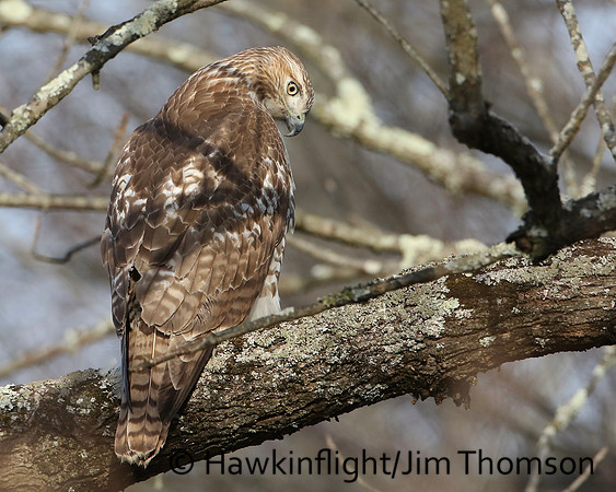 Red-tailed Hawk