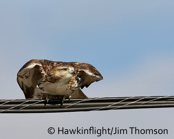 Red-tailed Hawk