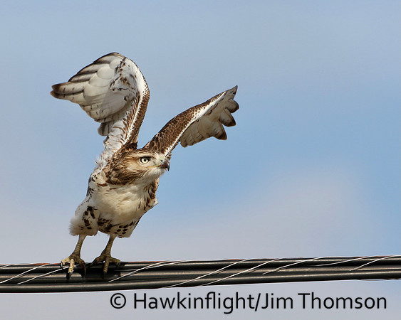 Red-tailed Hawk
