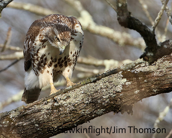 Red-tailed Hawk