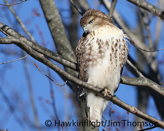 Red-tailed Hawk