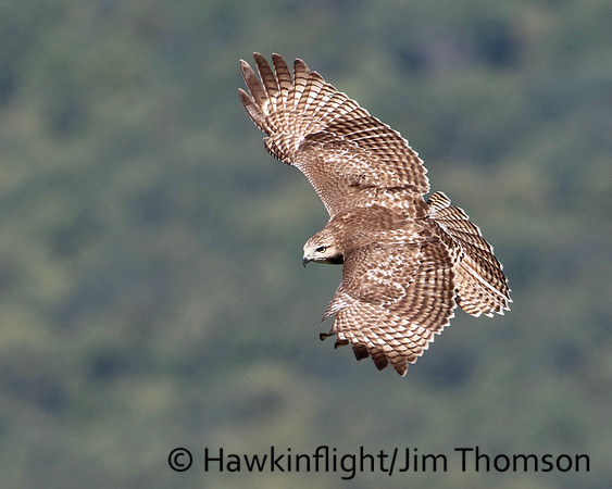 Red-tailed Hawk