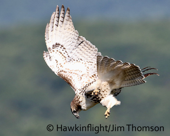 Red-tailed Hawk