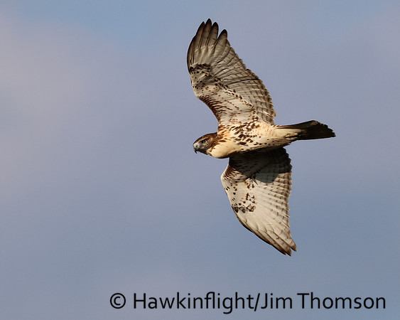 Red-tailed Hawk