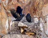 Cliff nesting Ravens- YNP