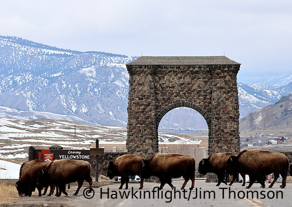 Yellowstone in winter