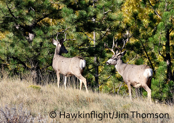 Mule Deer
