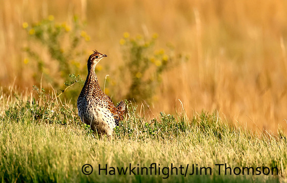 Sharp tailed Grouse