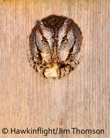 Screech Owl
