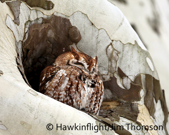 Screech Owl