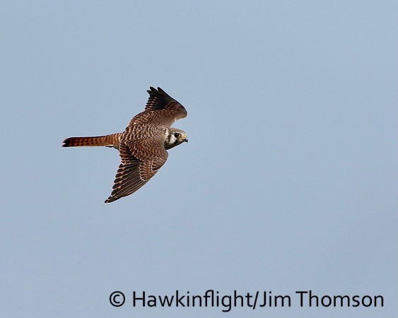 American Kestrel