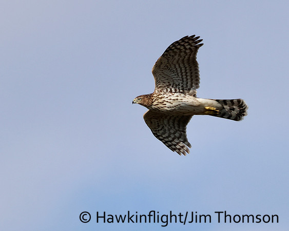 Cooper's hawk