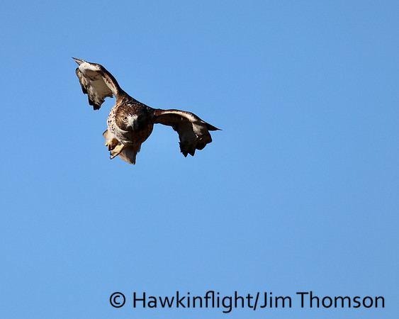 Red-tailed Hawk
