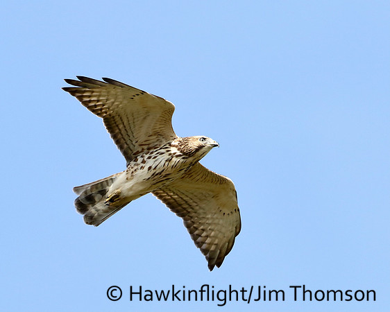 Broadwing Hawk
