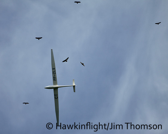 Broadwing Hawk
